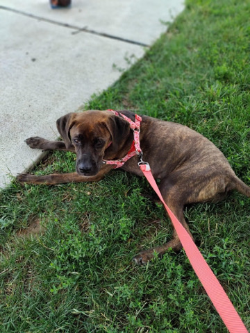 Redbone Coonhound – sassy
