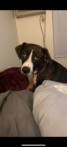 Mountain Cur – Rehoming my 2 year old Mountain Cur