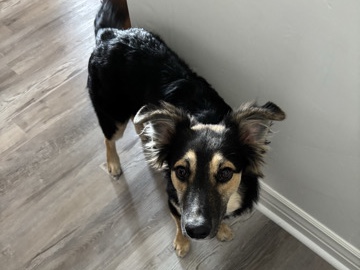German Shepherd – Rehoming a German Shepherd/Border Collie puppy – Heber City