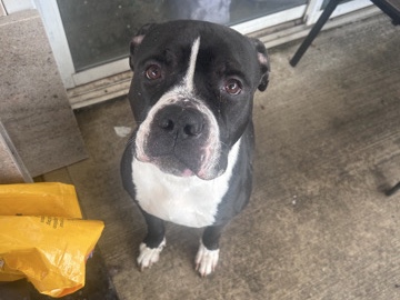Staffordshire Bull Terrier – major – Edison