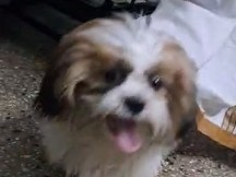 Shih Tzu – dog – Coimbatore