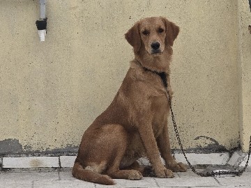Golden Retriever - 1 year old female Golden retriever for sale available for adoption in Chennai