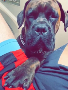 Cane Corso – Titan