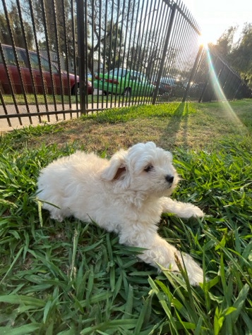 Maltese – puppy for sale