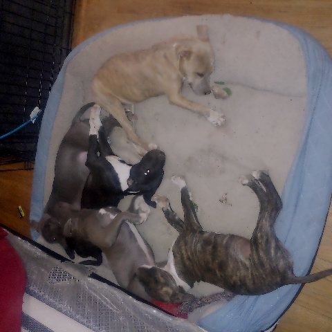 American Pit Bull Terrier – pit bull terrier puppies 4 months old