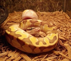 baby ball python
