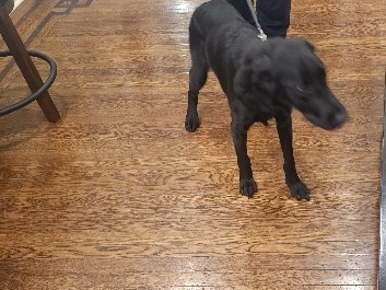 Labrador Retriever – Black Lab/Retriever – Philadelphia