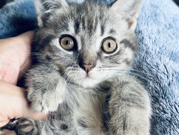 Scottish Fold – scottish straight eared kittens – Mansfield