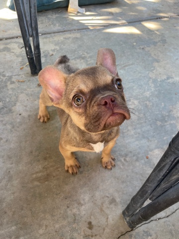 French Bulldog – AFFORDABLE french bulldog puppies (home pet price)