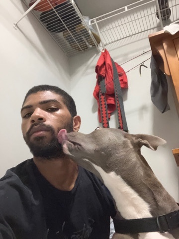 American Pit Bull Terrier – Rosè Pure Breed American Pit Bull
