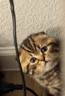 Scottish Fold – Scottish fold kittens