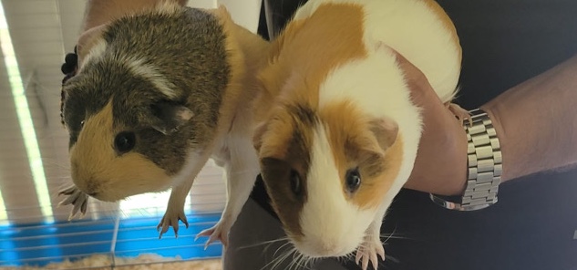 guinea pig – two female Guinea pigs (perfect health)