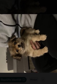 Peckinese Chihuahua Mischung 