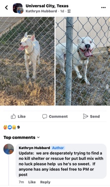 American Pit Bull Terrier – For Free, (Abandonded in our alley ; Stray)