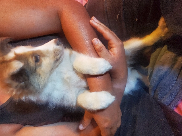 Shetland Sheepdog – full blooded sheltie puppies