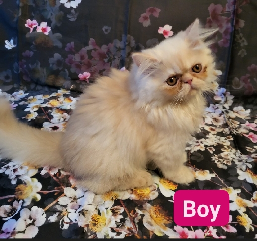 Persian (Traditional) – Persian-exotic kitten