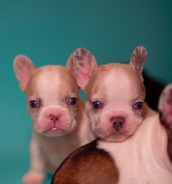 French Bulldog – Exotic French Bulldogs
