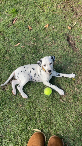 Dalmatian – Dalmatian puppy-9 weeks old