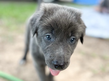 Puppy – Katy
