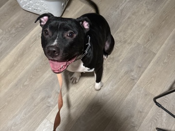 Staffordshire Bull Terrier – Xena- needs new home – Moreno Valley