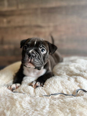 American Bulldog – Pocket Bully Puppies