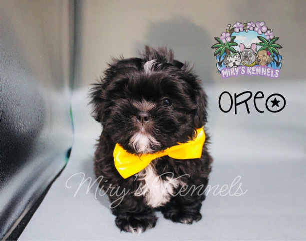 Shih Tzu – Shih Tzu