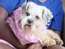 Shih Tzu - shih tzu female dog  available for adoption in Graham