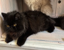 Persian (Modern) – cat – Los Angeles