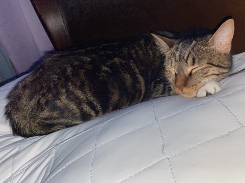 American Wirehair – Cat for rehoming – Lexington