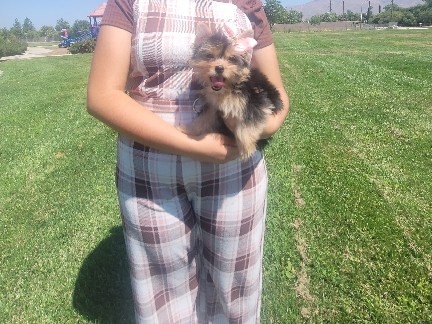 Yorkshire Terrier – Breed: Yorkshire Terrier