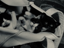 kittens – Newcastle