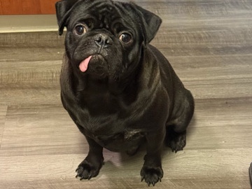 Pug – pug – Palo Alto