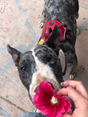 Bull Terrier – Bonnie