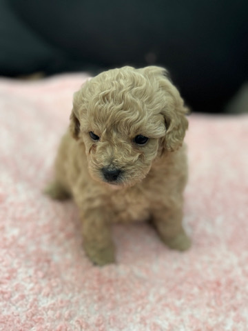 Poodle – maltipoo puppies