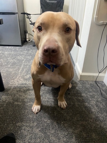 Trying To find a caring Home for my BullyPit