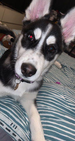 Siberian Husky – Evee needs a home please