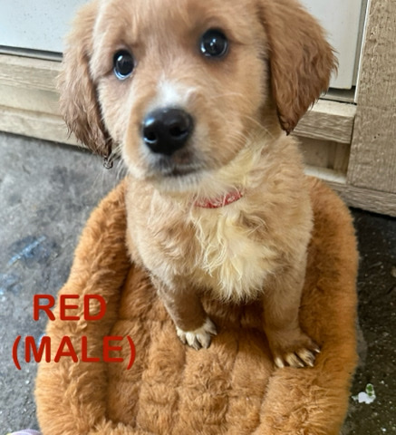 Golden Retriever – Golden Retrievers