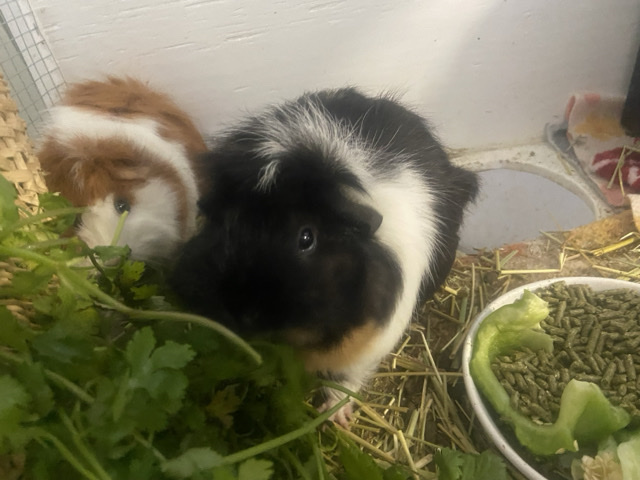 Guinea Pig – 3 female Guinea pigs needing loving homes – Greeley
