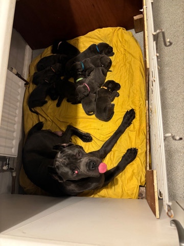 Cane Corso – cane corso pups
