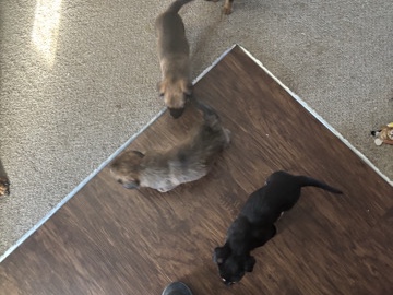 free puppies – Lawrence