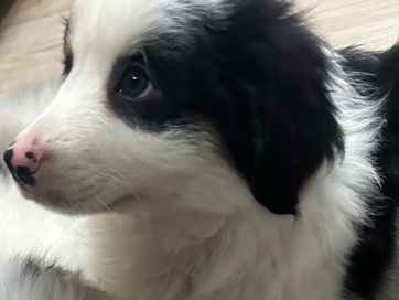 Miniature Australian Shepherd – Adorable Miniature Australian Shepherd & Golden Retriever Puppy – 8 Weeks Old – Fayetteville