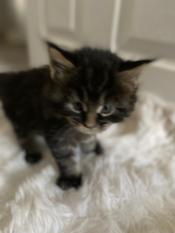 Maine Coon – maincoon kittens available aug. 28