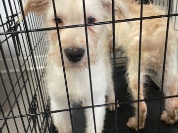 Poodle – Puppies