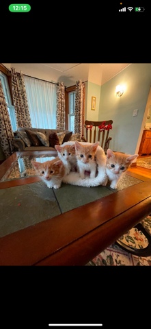 Persian (Modern) – kittens for sale