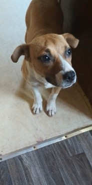 American Pit Bull Terrier – Looking To Rehome Pitbull