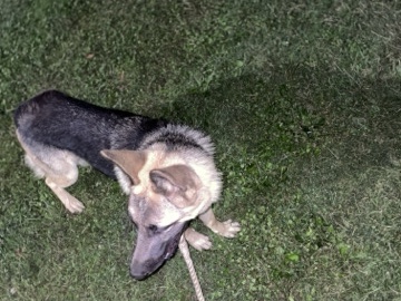 Belgian Shepherd Dog (Groenendael) – need a new home asap she’s a very good dog – Pittsburgh