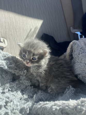 Russian White, Black and Tabby – Two grey tabby kittens