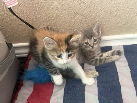 American Shorthair – kittens for sale – San Antonio