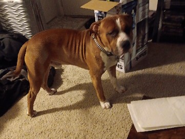 American Pit Bull Terrier – loving pitbull – Brooklyn Park
