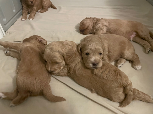 Mini Golden Doodle Basil